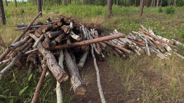 Cut pine and birch logs piled in forest clearing. Timber, firewood, forestry, logging