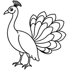 Obraz premium Peacock vector