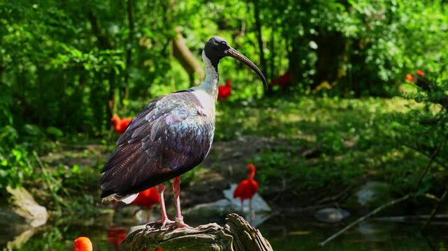 The Straw-necked Ibis, Threskiornis spinicollis is a bird of the ibis and spoonbill family Threskiornithidae. 