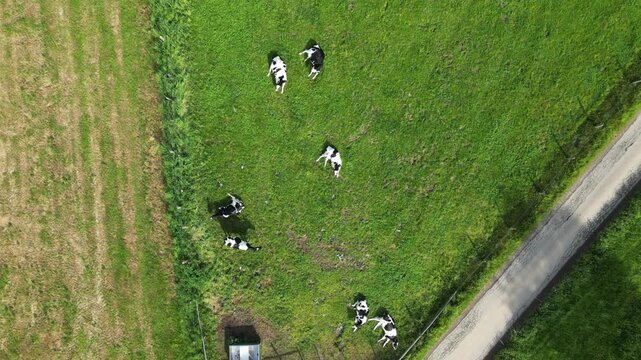 Aerial top-down drone footage of Holstein cows resting and grazing peacefully in a vibrant green pasture.