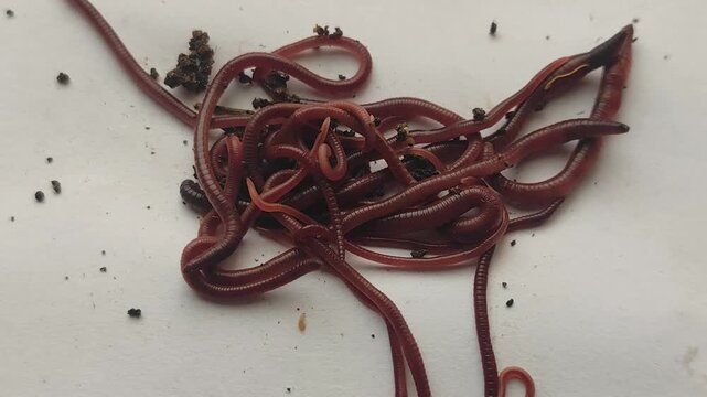 Close-up view of earthworms moving across a plain-colored surface, featuring a natural blur effect. The worms writhe and intertwine, with soil particles clinging to their segmented bodies.