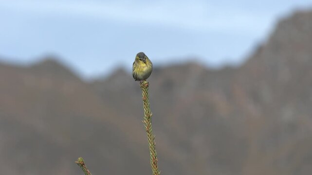 Male Eurasian siskin singing on top of a Norway spruce
