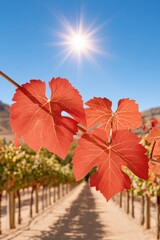 Obraz premium Autumn vineyard with red leaves backlit by sun against blue sky