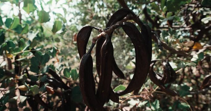 Dried carob pods hanging from a tree branch in natural sunlight, showcasing organic texture and rustic decay, conveying a sense of harvest and the quiet beauty of nature's cycle.