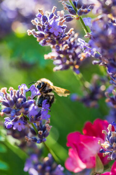 Wundersch&ouml;ner bl&uuml;hender Lavendel