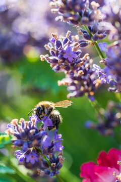 Wundersch&ouml;ner bl&uuml;hender Lavendel