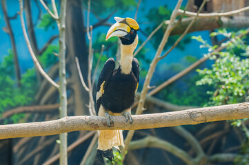 Great Hornbill perches on a bare tree branch in an aviary looking left © Evgenii Bakhchev