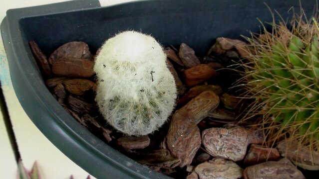 planta flor cacto - Cactus