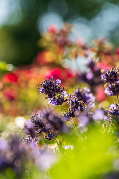 Wundersch&ouml;ner bl&uuml;hender Lavendel