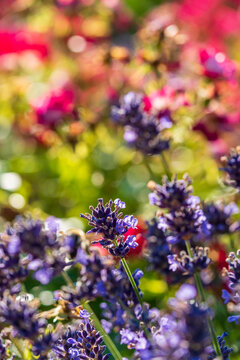 Wundersch&ouml;ner bl&uuml;hender Lavendel