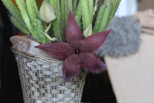 planta flor cacto - Cactus