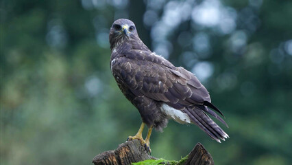 Fototapeta premium Common Buzzard Perching on Mossy Tree Stump in Woodland, Staffordshire, England
