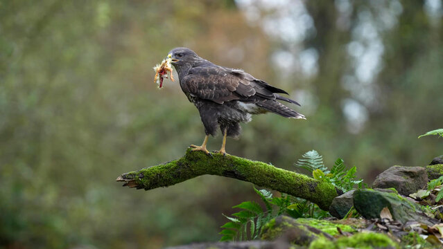 Common Buzzard (Buteo buteo) perched on moss-covered branch holding prey in beak, Staffordshire woodland, England