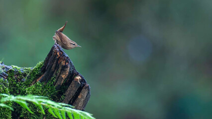Eurasian Wren (Troglodytes troglodytes) perched on moss-covered rotting tree stump with characteristic cocked tail, Staffordshire woodland, England © Banu