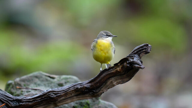 Grey Wagtail (Motacilla cinerea) perched on weathered branch, showing bright yellow underparts and grey upperparts, Staffordshire, England