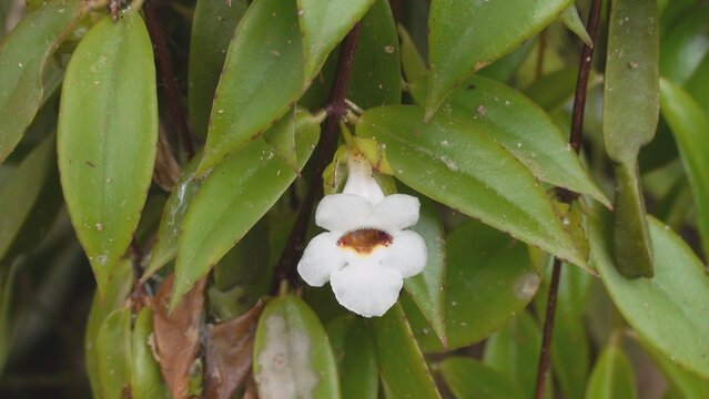 planta flor Codonanthe gracilis  