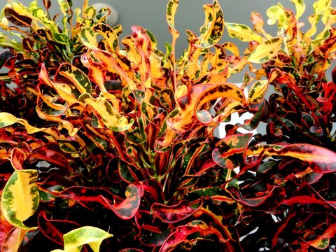 planta folha coleus