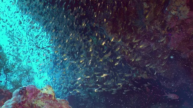 A mesmerizing dance of countless fish forms a dazzling, fluid shoal in the crystal waters of Fiji. Nurse sharks and remoras share this vibrant coral reef ecosystem.