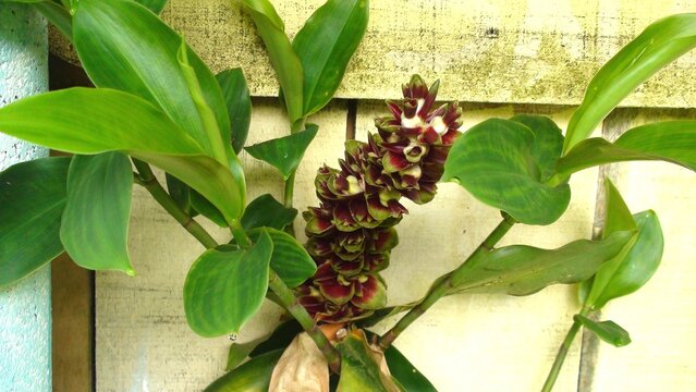planta costus spiralis - cana do brejo