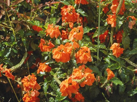 planta flor crossandra - Crossandra infundibuliformis  