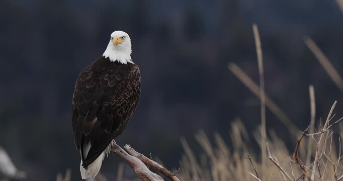 Bald Eagle perched, turning head, close and full body, slow motion