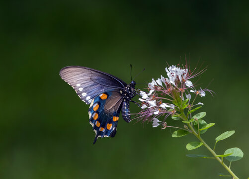 Pipevine Swallowtail Butterfly (Battus philenor) Feeding on Native Clammyweed Wildflower (Polanisia dodecandra).