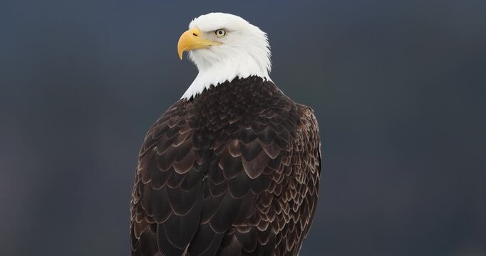 Bald Eagle perched, turning head, close and full body, slow motion
