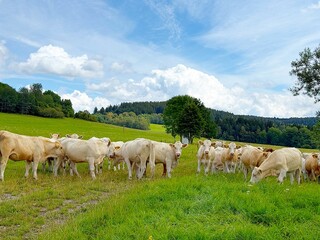 Obraz premium Large farm on alpine meadows near Lake Lipno in the Czech Republic.