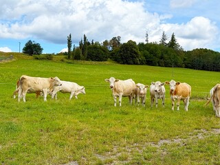 Fototapeta premium Large farm on alpine meadows near Lake Lipno in the Czech Republic.