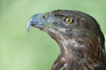 aigle royal gros plan vue profil © franz massard