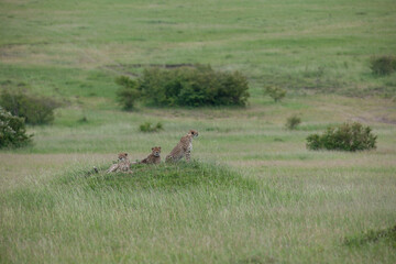 Cheetah roams through its territory © Herbert