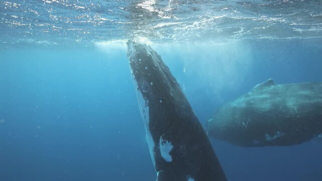 Watch as majestic humpback whales glimmer in slow motion, elegantly rising and diving through the pristine waters of the Pacific ocean, showcasing their beauty and grace in every movement.