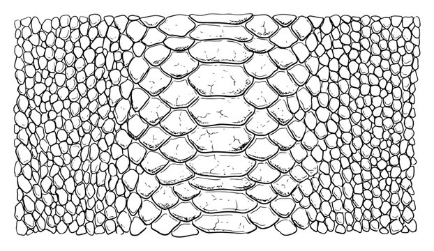 Snake skin pattern with reptile scales texture in line art style