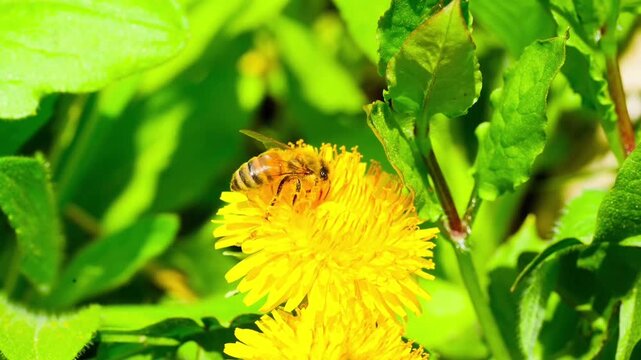Macro. The honey bee collects pollen from a dandelion flower. Collects nectar