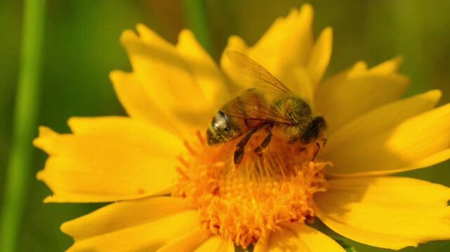 The honey bee collects pollen from a Lanceleaf Coreopsis flowers Collects nectar
