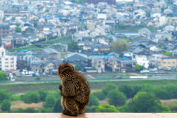 Japanese macaque overlooking a city from a hillside © Iliana Klymchuk