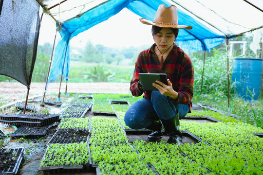 Young female farmer using digital tablet to monitor vegetable seedlings inside greenhouse nursery