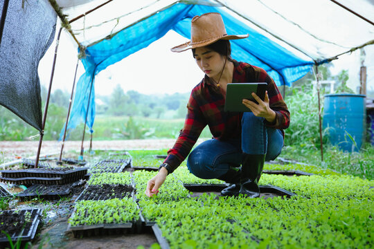 Young female farmer inspecting healthy vegetable seedlings with a digital tablet in a greenhouse nursery, representing smart farming, precision agriculture, and sustainable food production
