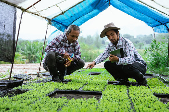 Farmers Using Digital Tablet to Inspect Vegetable Seedlings in Smart Greenhouse Nursery