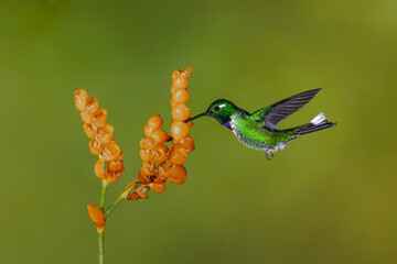 Fototapeta premium Male purple-bibbed whitetip hovers drinking from flowers