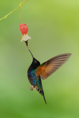Fototapeta premium Male velvet-purple coronet drinks hovering under flower