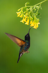 Fototapeta premium Male velvet-purple coronet drinks from yellow flower