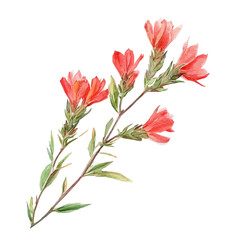 Obraz premium Indian Paintbrush Branch, high quality watercolor illustration with transparent textures, isolated on a white background.
