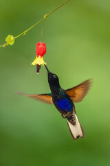 Fototapeta premium Male velvet-purple coronet hovers drinking beneath flower