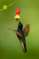 Fototapeta premium Male velvet-purple coronet hovers below flower drinking