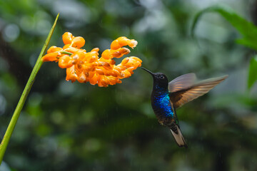 Fototapeta premium Male velvet-purple coronet hovers feeding from flowers
