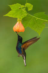 Fototapeta premium Male velvet-purple coronet hovers drinking below flower