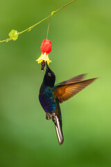 Fototapeta premium Male velvet-purple coronet hovers under flower drinking