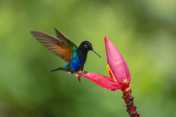 Obraz premium Male velvet-purple coronet landing on banana flower