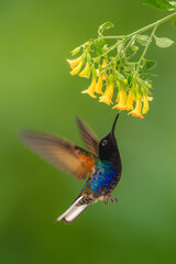 Obraz premium Male velvet-purple coronet hovers licking yellow flowers